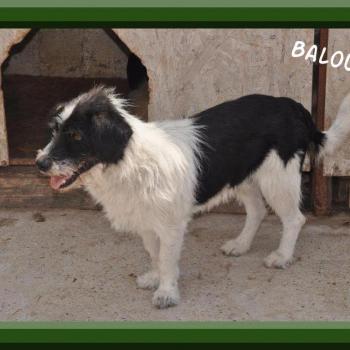 Balou