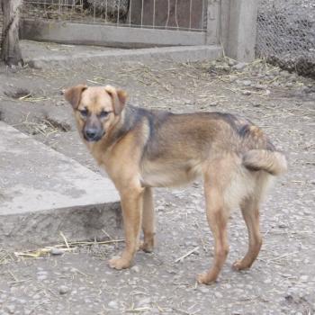 Jara