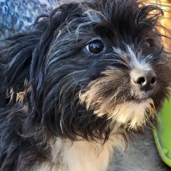 Pepino