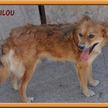 Milou