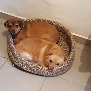 ZIZI & CICI.jpg