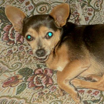 Dixie
