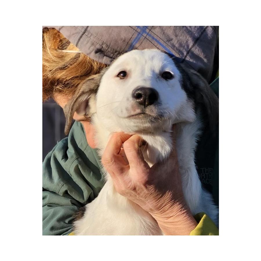 dolly5.jpeg
