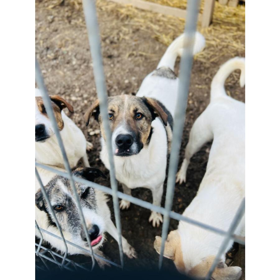 Dogs Adoptions Nederland - 286.jpeg