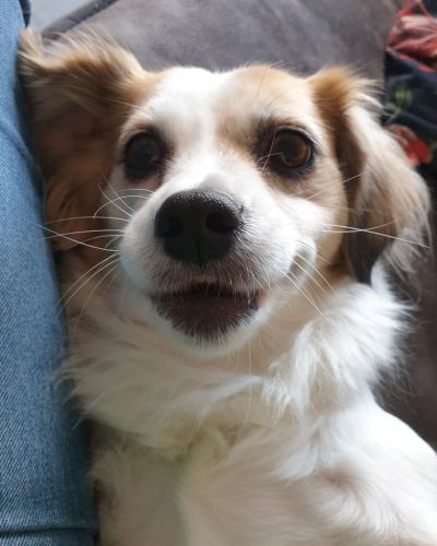 Daisy