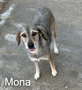 mona