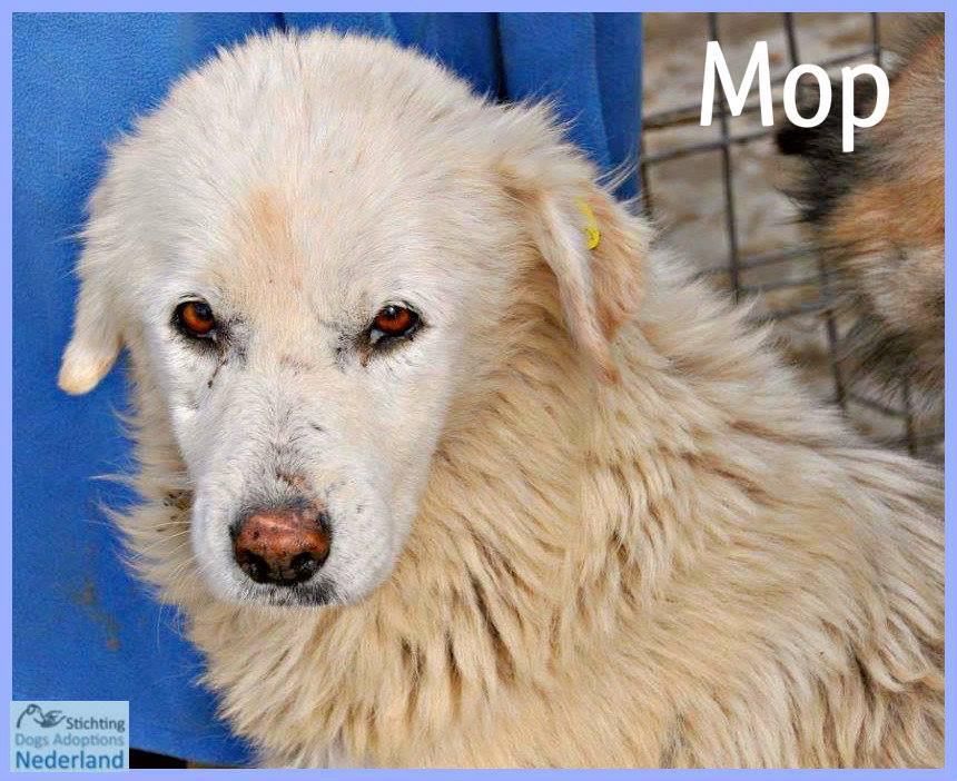 Mop