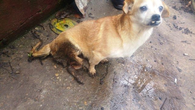 28870672 1427739234003020 787762745150799872 n