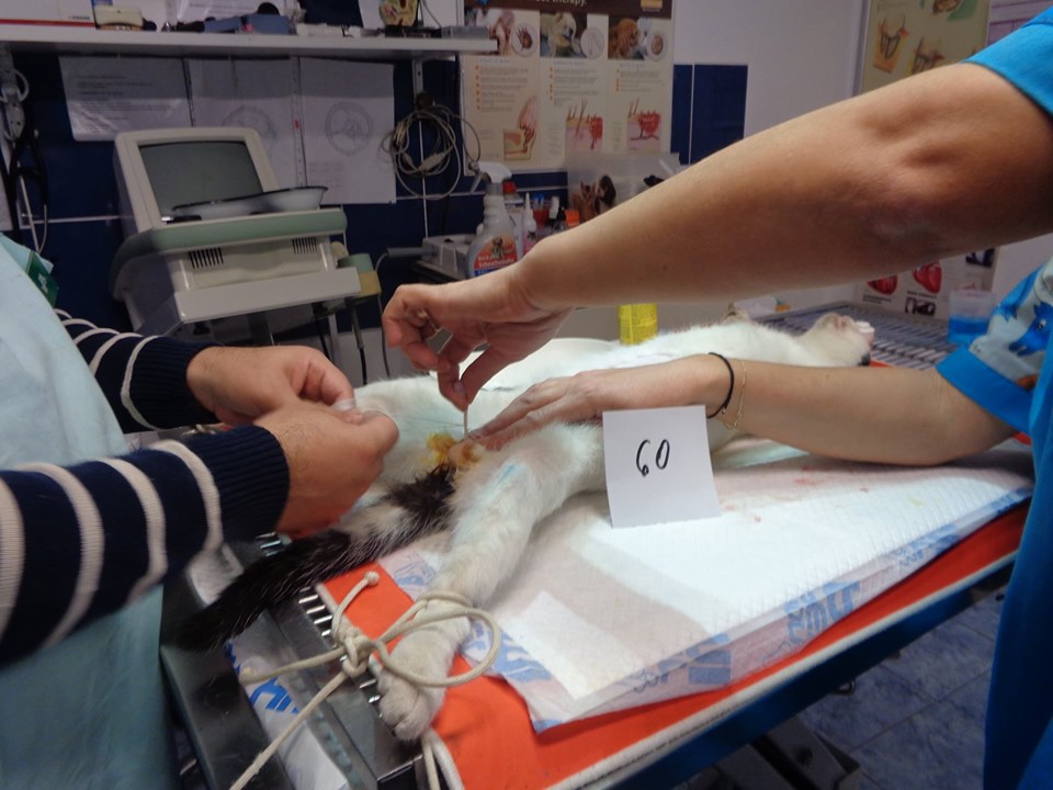 71866343 1551083338368203 4397172725777432576 n