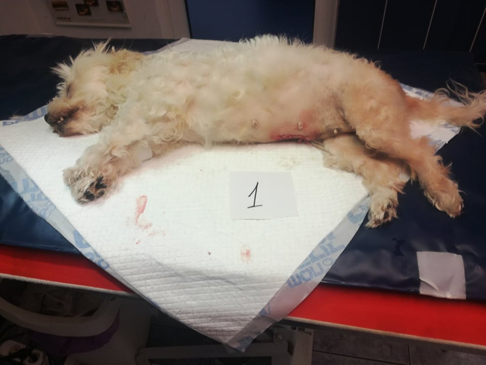 72374949 1551083078368229 4658228272616701952 n