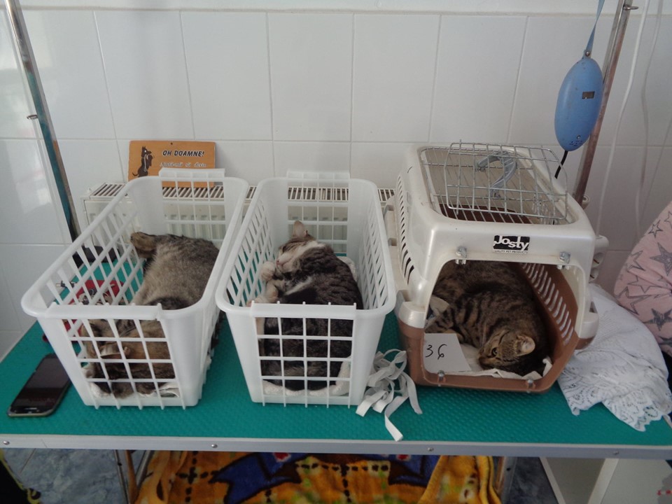 72466193 1551083175034886 2601420523925667840 n