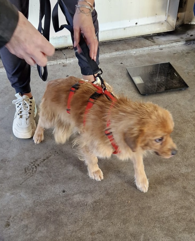 4758e3af 9dd6 4f4a a2bf 2a823aa77b18