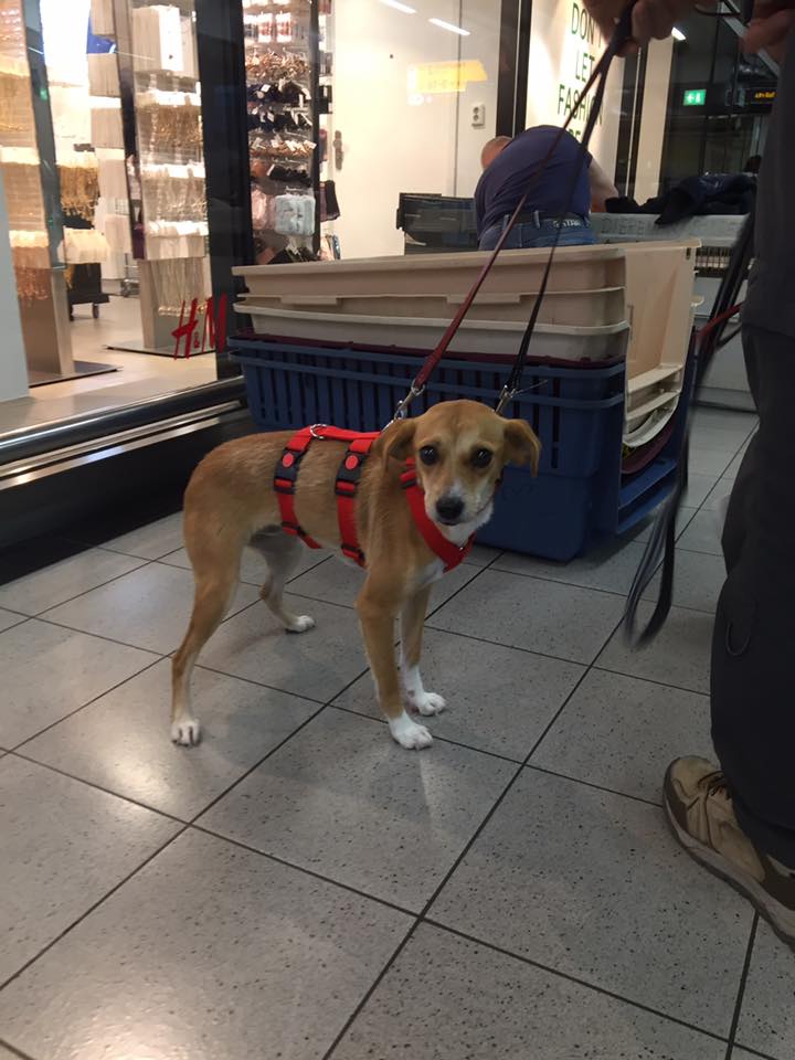 43408770 1595696317198530 217893376077332480 n