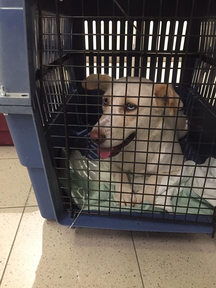 43425609 1595697137198448 5876195734071541760 n