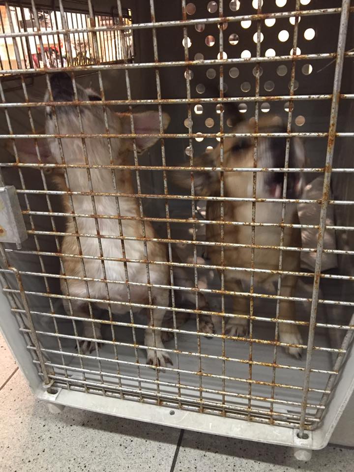 43437545 1595696600531835 8613390112778092544 n