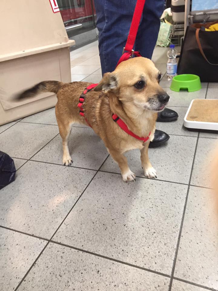 43448542 1595696477198514 5192541664735920128 n