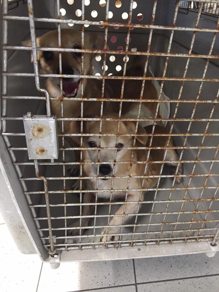 43515621 1595697177198444 8308865455339077632 n