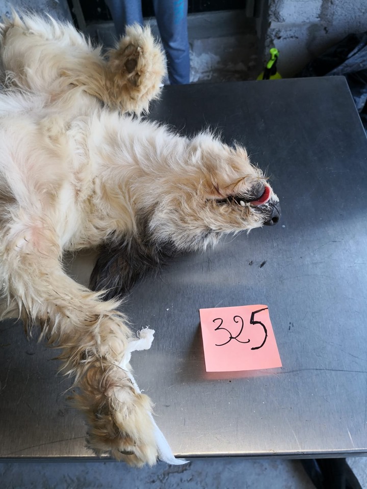 69856909 2897307280297284 8434629485109706752 n