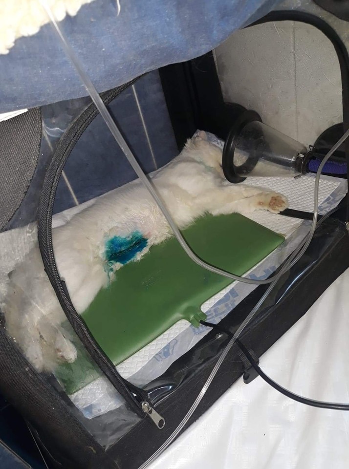 68788782 2866216280073051 1538996531456114688 n