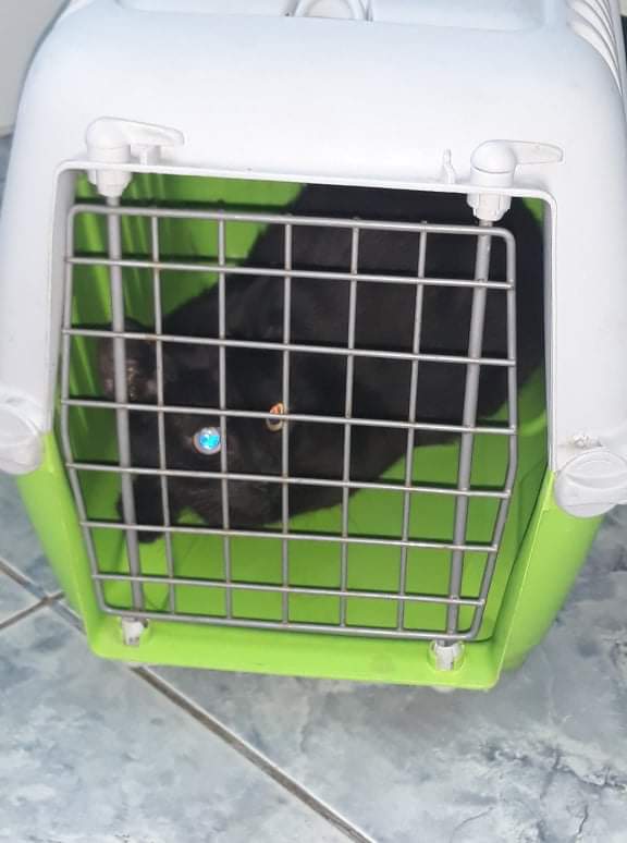 68788782 2866216280073051 1538996531456114688 n