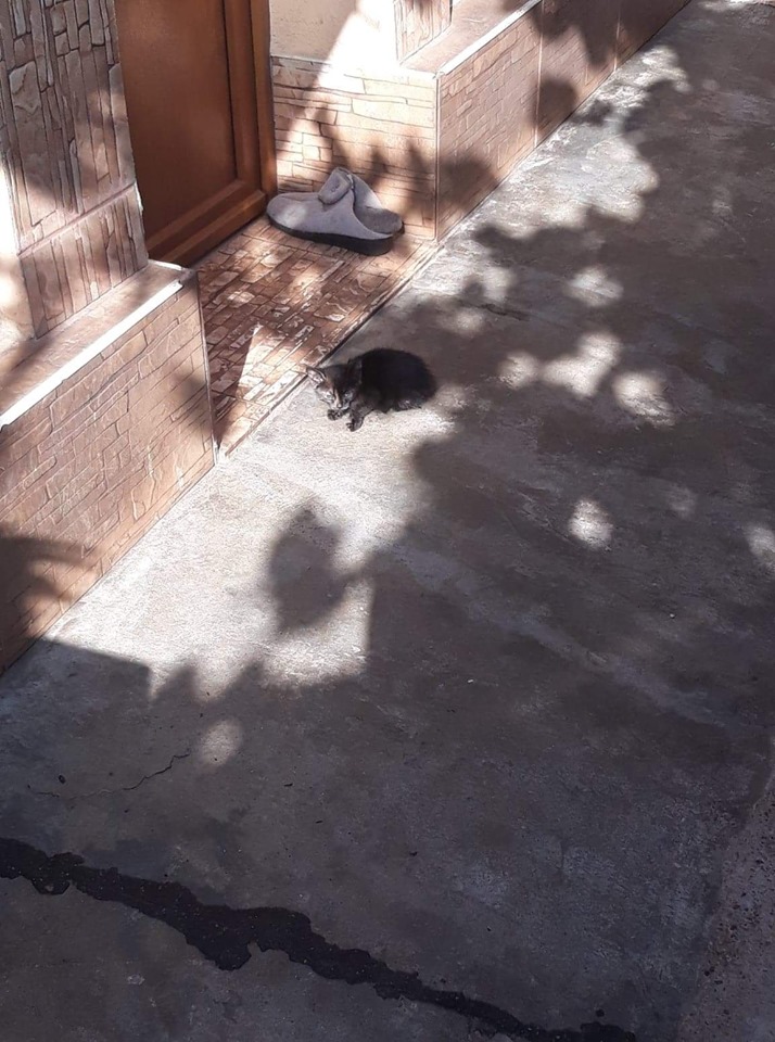 68788782 2866216280073051 1538996531456114688 n