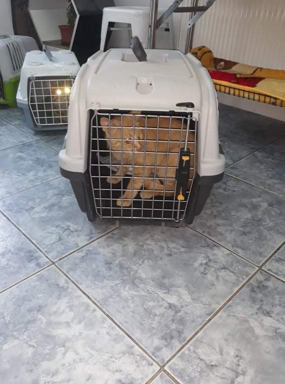 68788782 2866216280073051 1538996531456114688 n