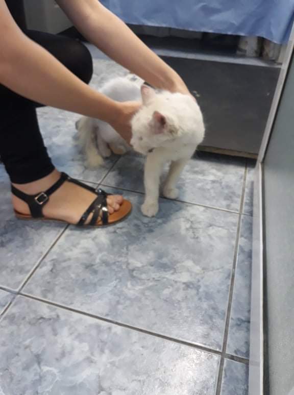 68788782 2866216280073051 1538996531456114688 n