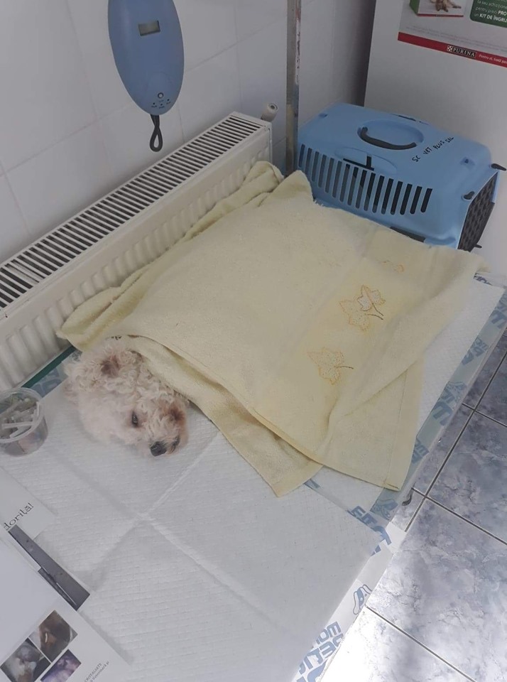 68788782 2866216280073051 1538996531456114688 n