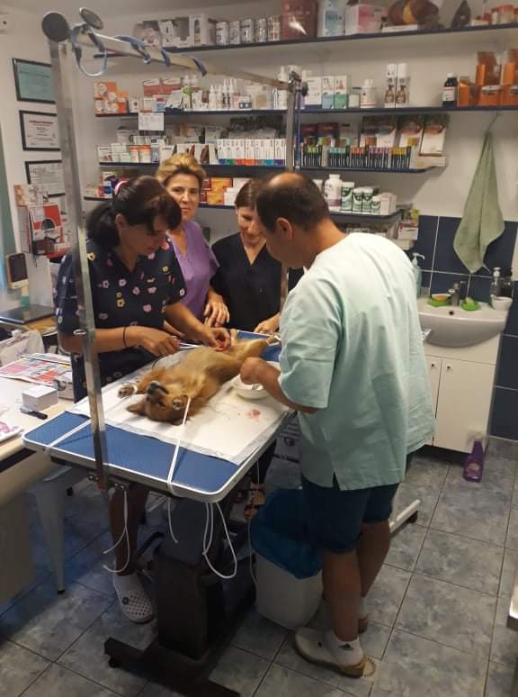 68788782 2866216280073051 1538996531456114688 n