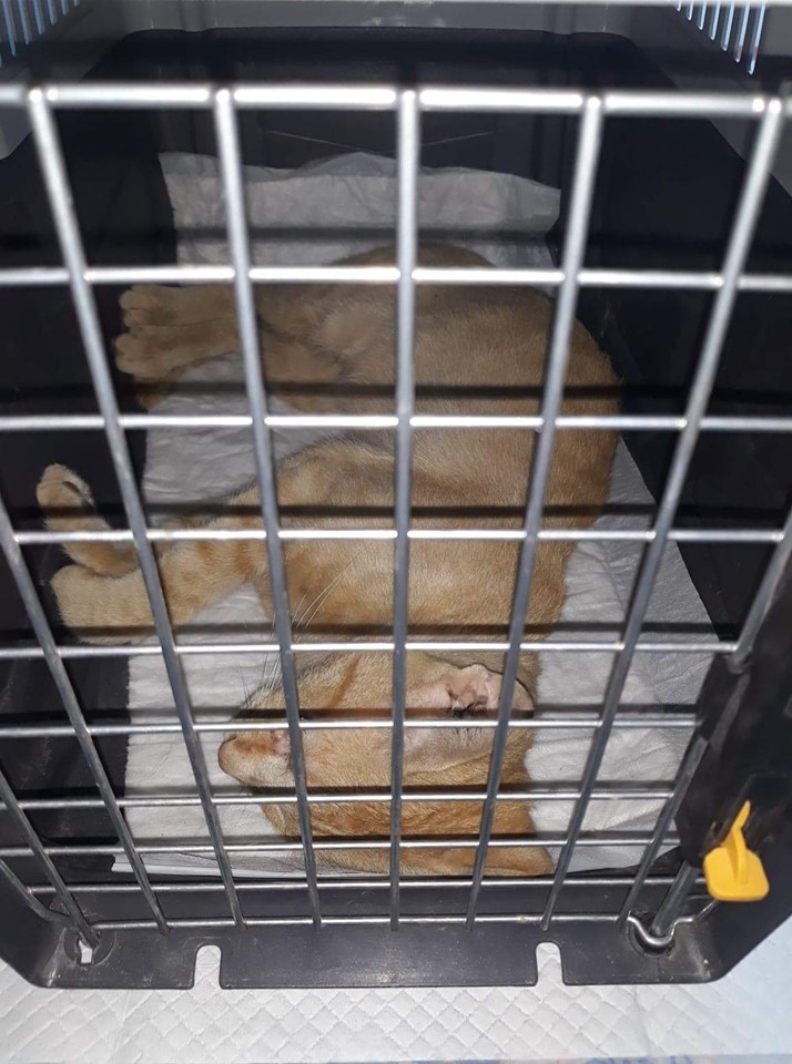 68788782 2866216280073051 1538996531456114688 n